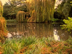 GB3255weeping.willow.reflection.2